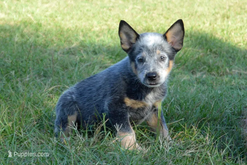Zona #2 – Australian Cattle Dog puppy for sale in Canton, TX
