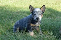 Zona #2, a male Australian Cattle Dog for sale in Canton, TX – 7 of 9