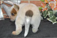 Zona #3, a male Australian Cattle Dog for sale in Canton, TX – 6 of 6