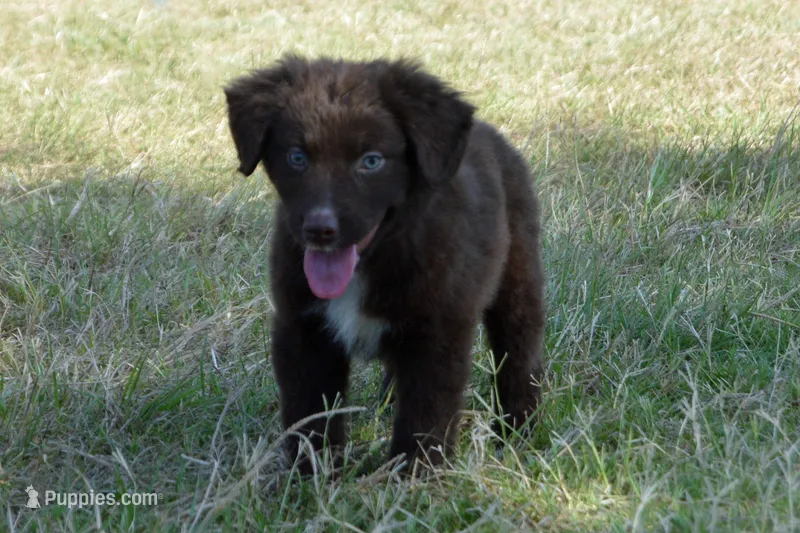 Roja #6 – Australian Shepherd puppy for sale in Canton, TX