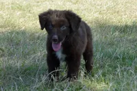 Roja #6, a male Australian Shepherd for sale in Canton, TX – 5 of 10
