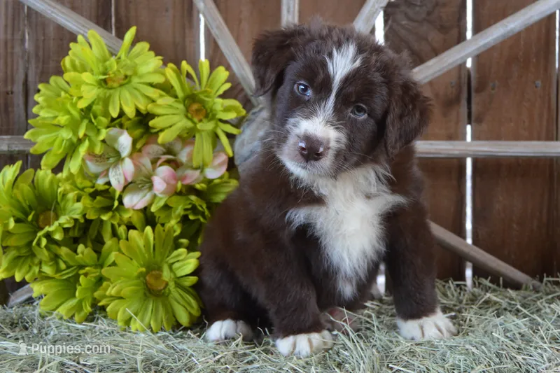 Roja #2 – Australian Shepherd puppy for sale in Canton, TX