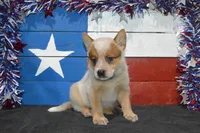 Zona #3, a male Australian Cattle Dog for sale in Canton, TX – 2 of 6
