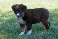 Roja #5, a male Australian Shepherd for sale in Canton, TX – 2 of 10