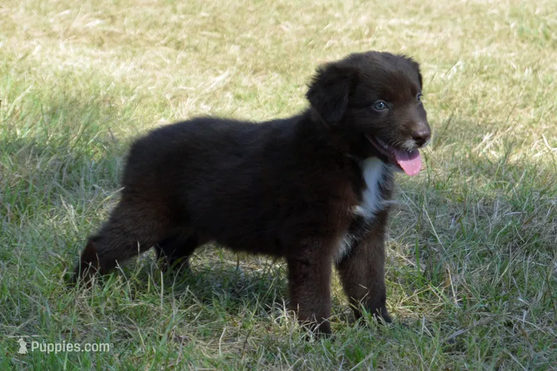 Onyx #7 – Australian Shepherd puppy for sale in Canton, TX