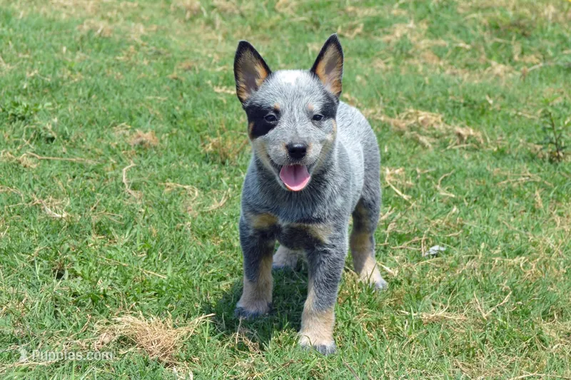 Letty#7 – Australian Cattle Dog puppy for sale in Canton, TX