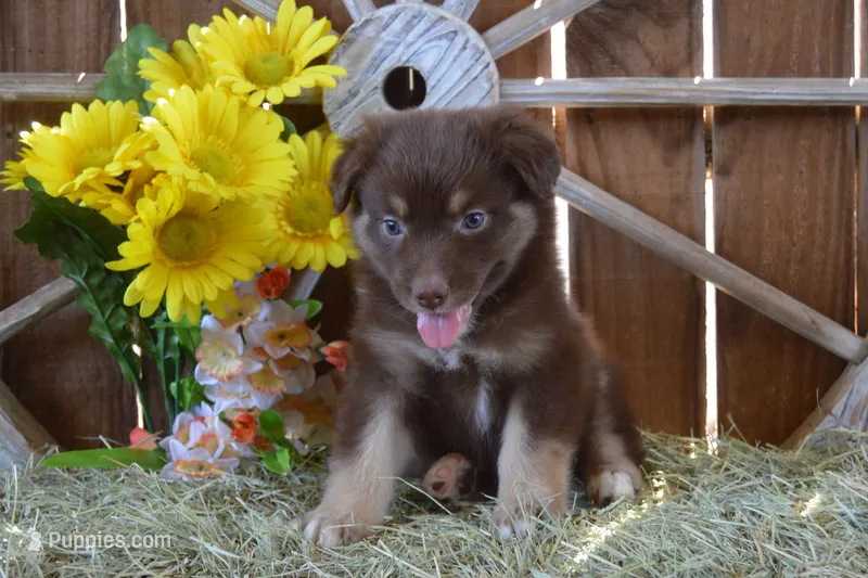 Onyx #9 – Australian Shepherd puppy for sale in Canton, TX