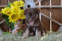 Onyx #9, a female Australian Shepherd for sale in Canton, TX – 1 of 4