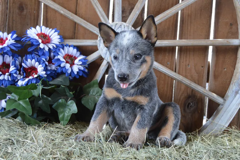 Zona #4 – Australian Cattle Dog puppy for sale in Canton, TX