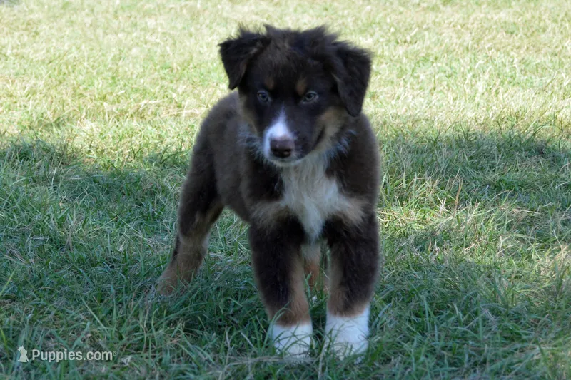 Roja #5 – Australian Shepherd puppy for sale in Canton, TX