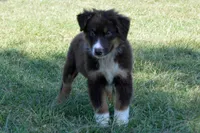 Roja #5, a male Australian Shepherd for sale in Canton, TX – 1 of 10