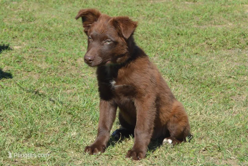 Onyx #8 – Australian Shepherd puppy for sale in Canton, TX