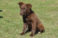 Onyx #8, a female Australian Shepherd for sale in Canton, TX – 1 of 10