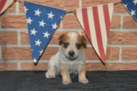 Teeter #9, a female Australian Cattle Dog for sale in Canton, TX – 2 of 4