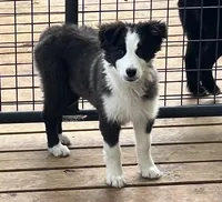 AS300-6, a female Australian Shepherd for sale in Canton, TX – Photo 3 of 4