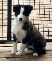 AS300-6, a female Australian Shepherd for sale in Canton, TX – Photo 4 of 4
