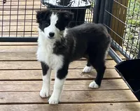 AS300-6, a female Australian Shepherd for sale in Canton, TX – Photo 1 of 4