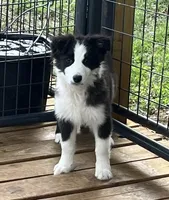 AS300-6, a female Australian Shepherd for sale in Canton, TX – Photo 2 of 4