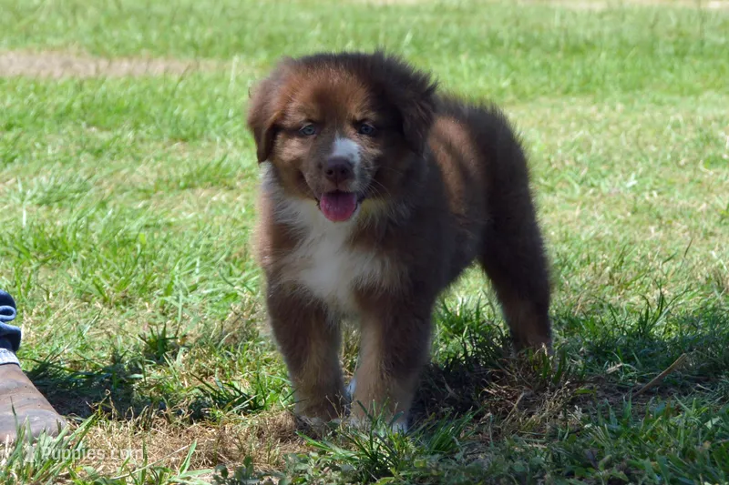 Kora #5 – Australian Shepherd puppy for sale in Canton, TX