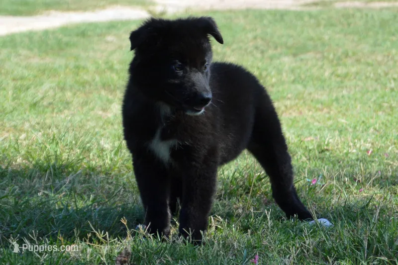 Onyx #5 – Australian Shepherd puppy for sale in Canton, TX