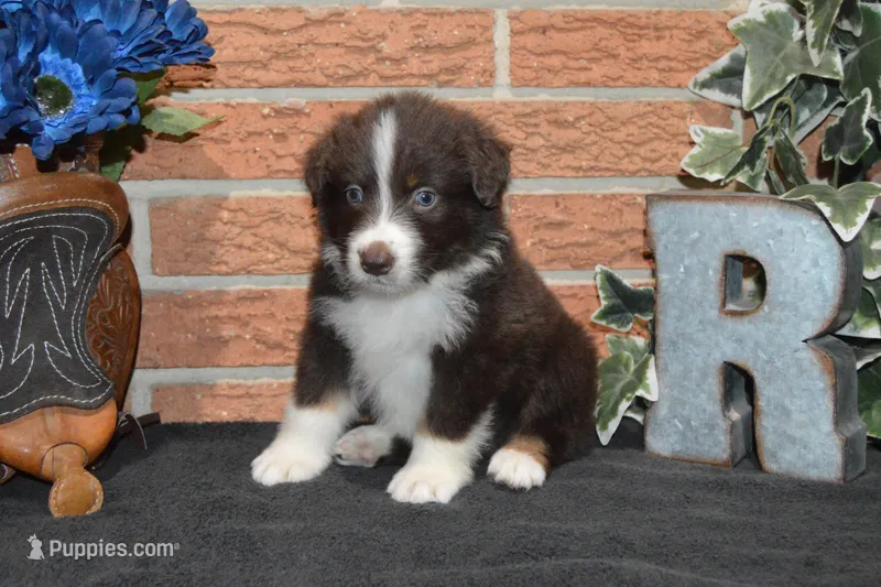 Roja #3 – Australian Shepherd puppy for sale in Canton, TX