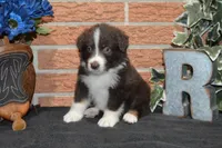 Roja #3, a male Australian Shepherd for sale in Canton, TX – 8 of 10