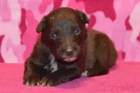 Onyx #8, a female Australian Shepherd for sale in Canton, TX – 4 of 4