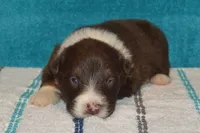 Roja #5, a male Australian Shepherd for sale in Canton, TX – 2 of 2