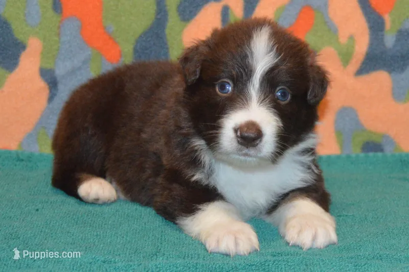 Roja #3 – Australian Shepherd puppy for sale in Canton, TX