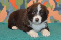 Roja #3, a male Australian Shepherd for sale in Canton, TX – 1 of 2