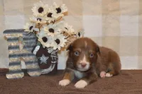 Kelcie #5, a male Australian Shepherd for sale in Canton, TX – 5 of 5