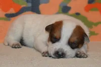 Teeter #1, a male Australian Cattle Dog for sale in Canton, TX – 4 of 4