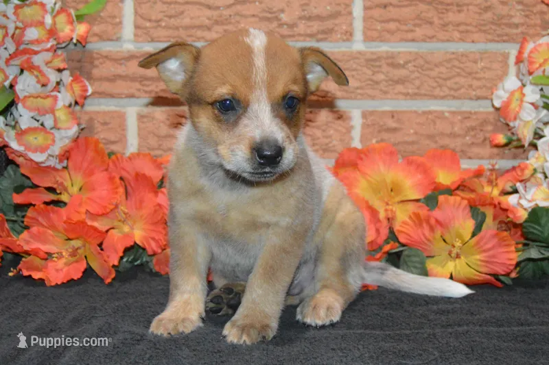 Teeter #2 – Australian Cattle Dog puppy for sale in Canton, TX