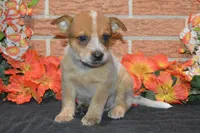 Teeter #2, a male Australian Cattle Dog for sale in Canton, TX – 5 of 9