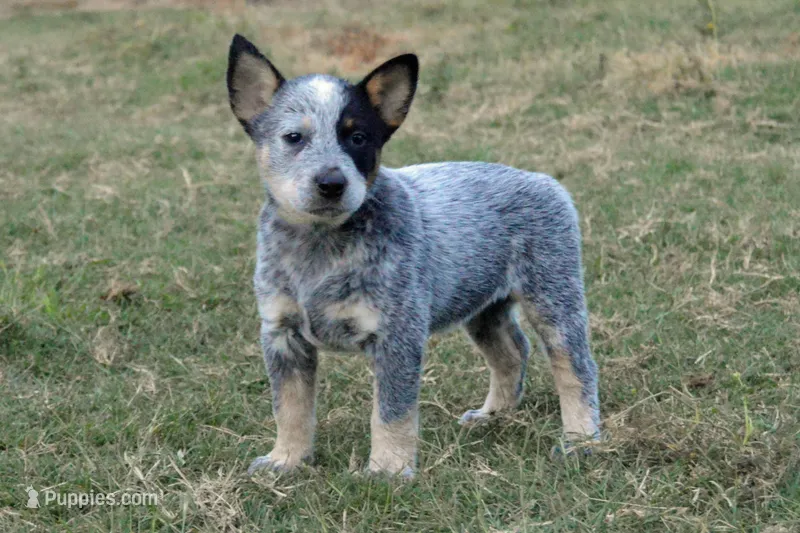 Letty #8 – Australian Cattle Dog puppy for sale in Canton, TX