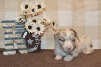 Kelcie #2, a male Australian Shepherd for sale in Canton, TX – 5 of 5