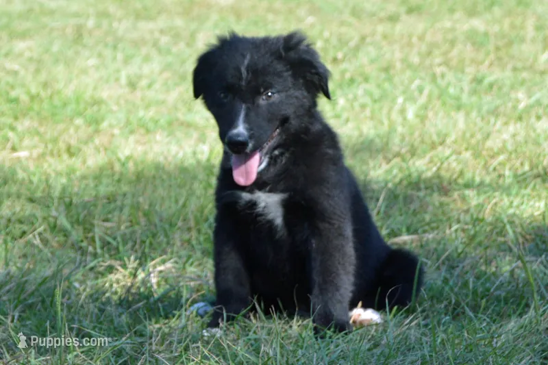 Onyx #1 – Australian Shepherd puppy for sale in Canton, TX