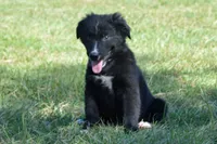Onyx #1, a male Australian Shepherd for sale in Canton, TX – 2 of 10