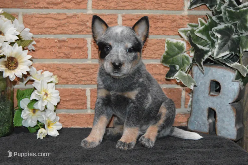 Letty#7 – Australian Cattle Dog puppy for sale in Canton, TX