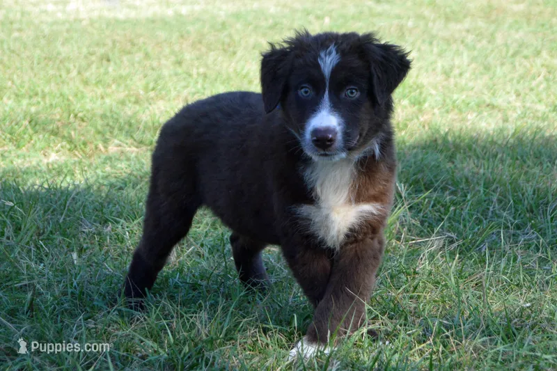 Roja #2 – Australian Shepherd puppy for sale in Canton, TX