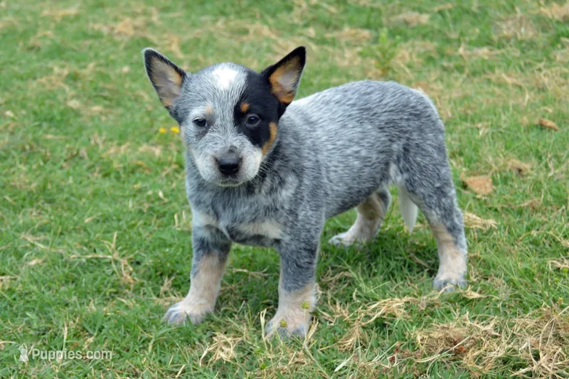 Letty #8 – Australian Cattle Dog puppy for sale in Canton, TX