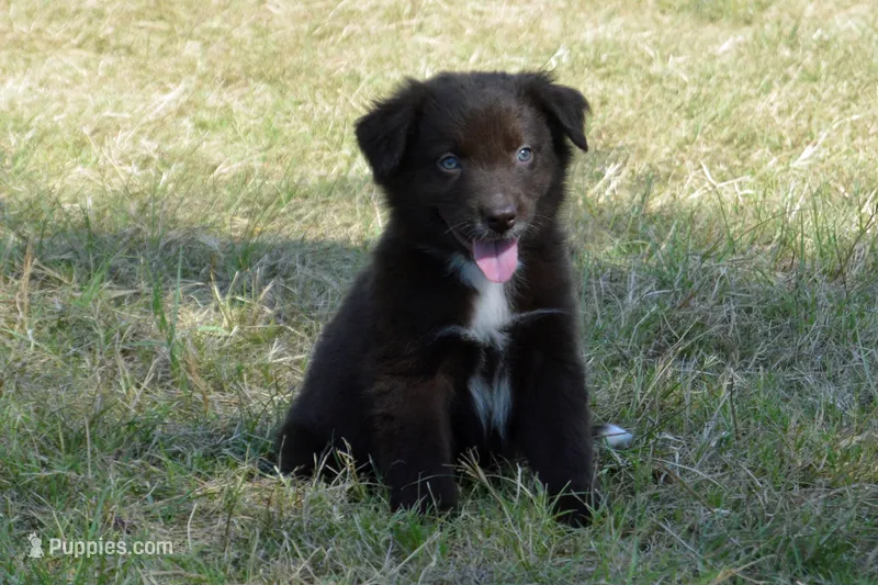 Onyx #7 – Australian Shepherd puppy for sale in Canton, TX