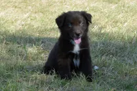Onyx #7, a female Australian Shepherd for sale in Canton, TX – 5 of 9