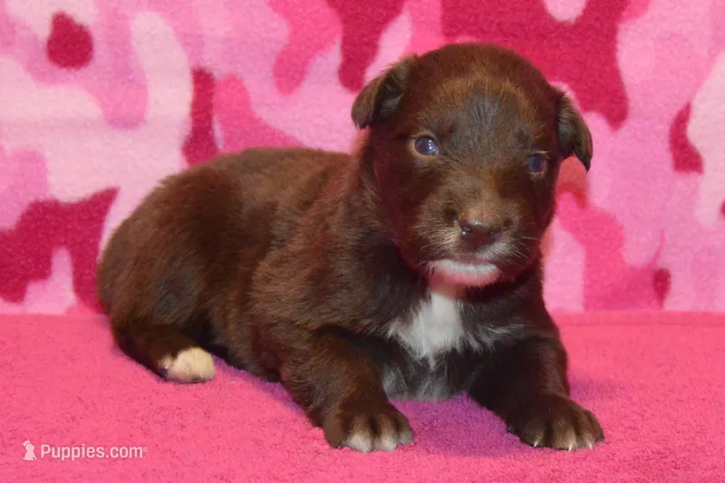 Onyx #7 – Australian Shepherd puppy for sale in Canton, TX