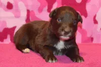 Onyx #7, a female Australian Shepherd for sale in Canton, TX – 4 of 4