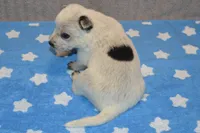 Zona #4, a male Australian Cattle Dog for sale in Canton, TX – 6 of 6