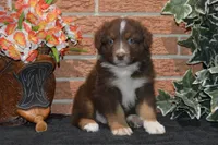 Kora #4, a male Australian Shepherd for sale in Canton, TX – 4 of 7