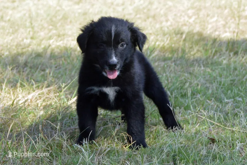 Onyx #1 – Australian Shepherd puppy for sale in Canton, TX
