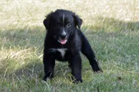Onyx #1, a male Australian Shepherd for sale in Canton, TX – 6 of 10