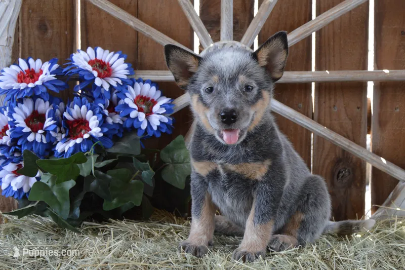 Zona #2 – Australian Cattle Dog puppy for sale in Canton, TX
